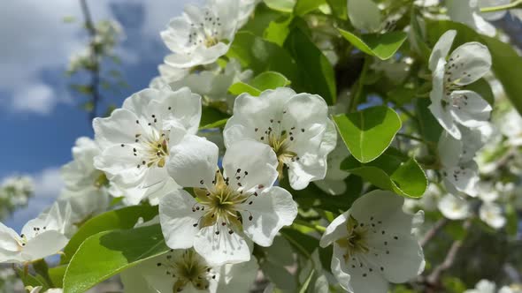 Closeup of White Flowers of an Apple Tree on the Branches of a Tree on a Bright Sunny Day