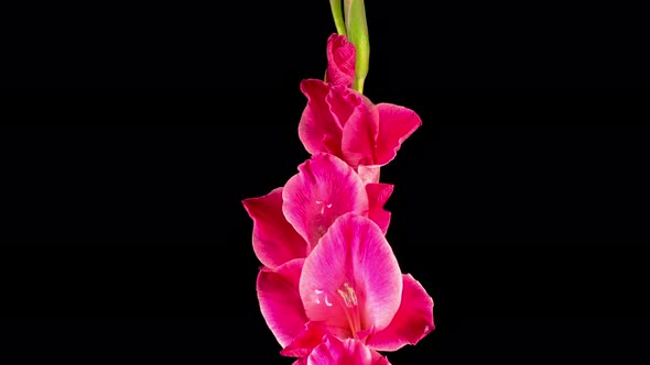 Time lapse of Opening Pink Gladiolus Flower