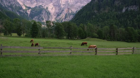 Grassland of Cows on Foot of Alps Mountains