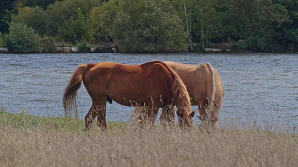 Beautiful Horses Graze Pinching Grass