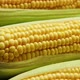 Fresh Maize in Leaves on the Table - VideoHive Item for Sale
