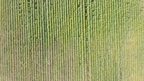 Top view of agriculture sunflower field