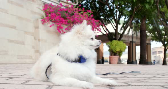 Pomeranian dog sitting at outdoor street