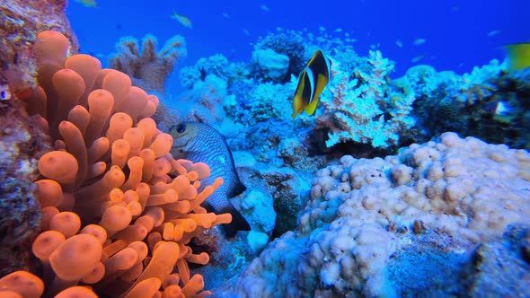 Underwater Clownfish and Sea Anemones