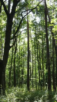 Vertical Video of Beautiful Green Forest By Day