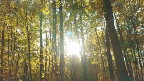 Calm Flight Through Fall Autumn Forest During Beautiful Sunset Evening