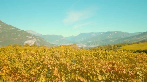 Yellow Leaves of Grape Vines Growing on Plantation in Valley