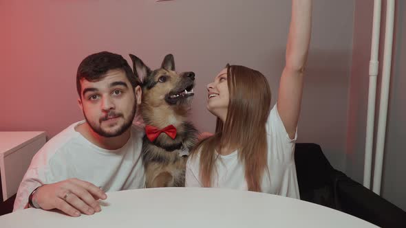 Dog in a Red Festive Bow Tie