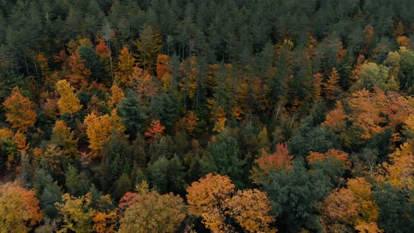 Drone flight over fall forest in Canada. Autumn leaves and trees. Orange, Red, Yellow and Green beau