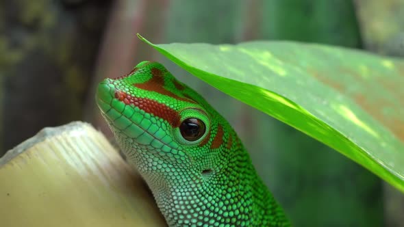 Crimson Giant Day Gecko under leaf turning head