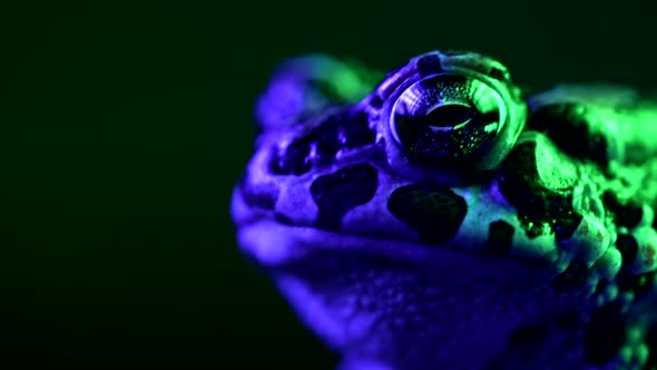 Amazing Tropical Frog or Toad Closeup