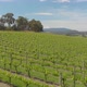 Yarra Valley Vines - VideoHive Item for Sale