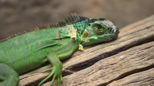 Lesser Antillean Green Iguana (Iguana delicatissima) on wood