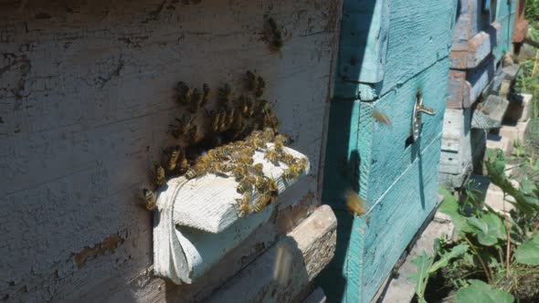 Bees Fly From Beehive Close Up View of the Working Bees