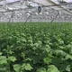 Greenhouse and cucumbers - VideoHive Item for Sale