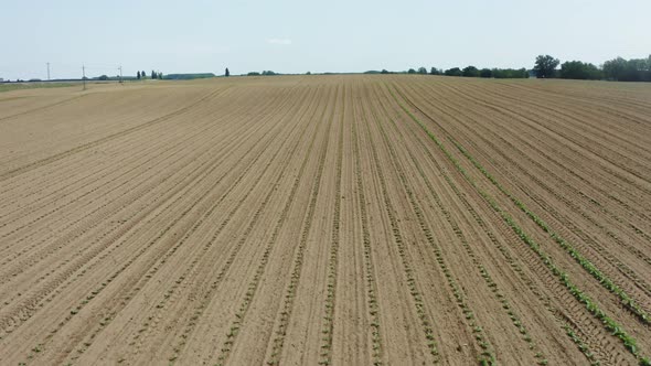 Seedling Countryside