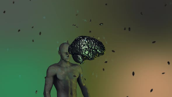 Human Brain 03