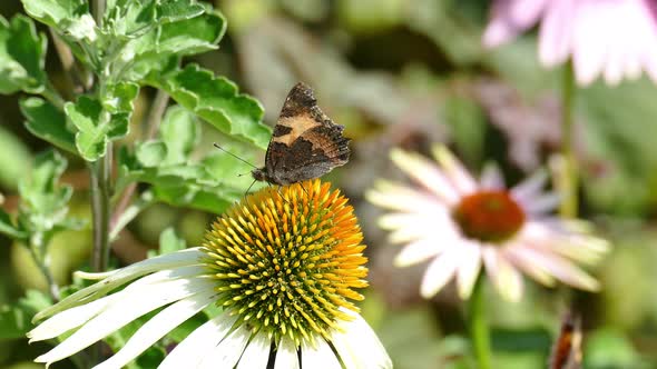 Butterfly flies among the flowers