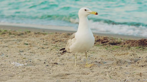 Seagull of White Color With Gray Wings