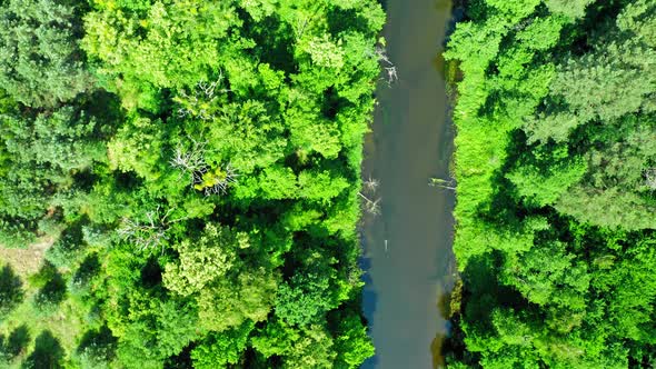 Green forest and river in summer. Aerial view of wildlife