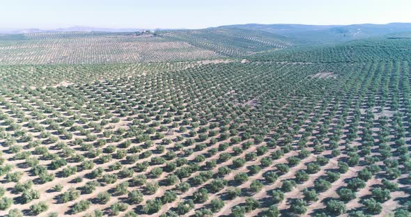 Olive trees orchard on sunny day