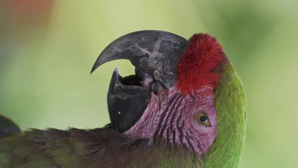 Close up vertical video of a red-fronted macawing its tongue with its beak open while resting in nat