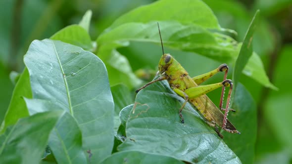 A big green grasshopper sitting on a leaf