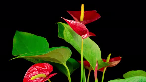 Time Lapse of Opening Red Anthurium Flower