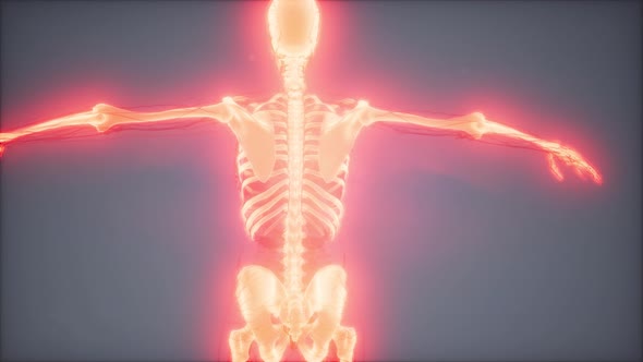 Transparent Human Body with Visible Bones