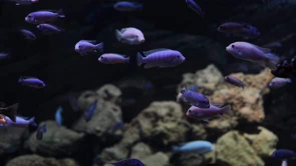 Close Up of Underwater World with Lots of Fish