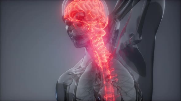 Backache in Back Bones alt