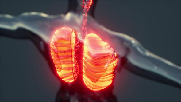 XRay Image of Human Lungs for a Medical Coronavirus Covid19 Diagnosis