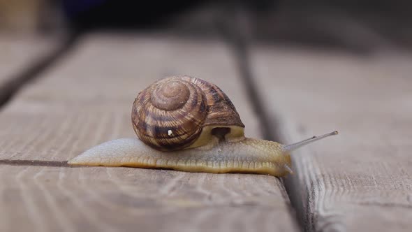 One Snail on a Wooden Surface