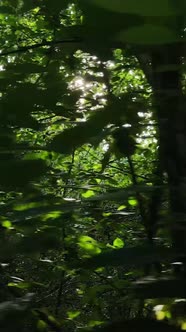 Vertical Video of Green Forest By Day