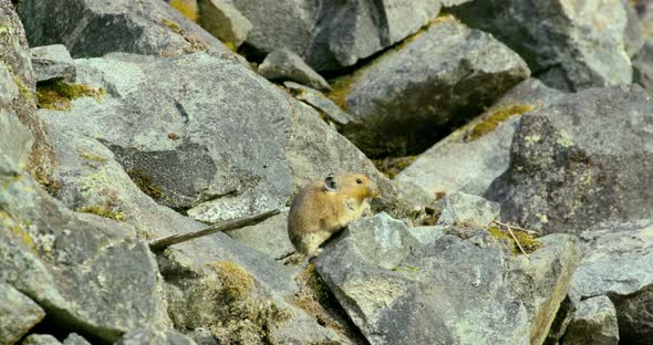 A pika sitting on the rocks and eating a leaf in Bella Coola.