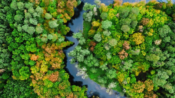 Top view of river and colorful autumn forest in Poland