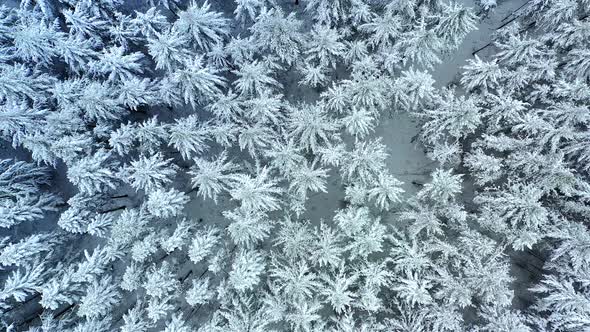 Aerial view of snow covered fir trees, Taunus, Germany