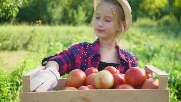 Little Girl Harvesting Fresh Tomatoes in the Garden. Funny Gardener Sorts Fresh Ripe Tomatoes in a