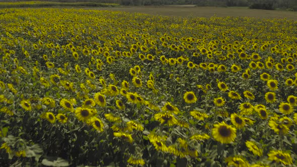 Sunflower crop growing in abundance vibrant Aerial shot