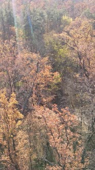 Vertical Video of a Beautiful Forest in the Afternoon Aerial View