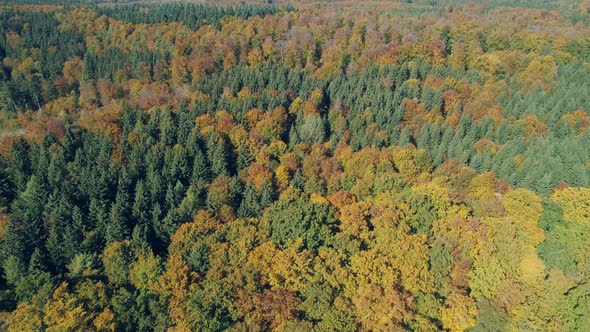 Aerial view of autumnal forest, Baden-Wuerttemberg, Germany