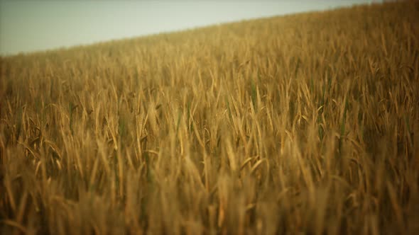 Ripe Yellow Rye Field Under Beautiful Summer Sunset Sky with Clouds alt