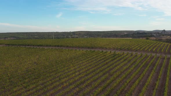 Vineyards Fields For Industrial Purposes 2