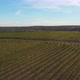 Vineyards Fields For Industrial Purposes 2 - VideoHive Item for Sale
