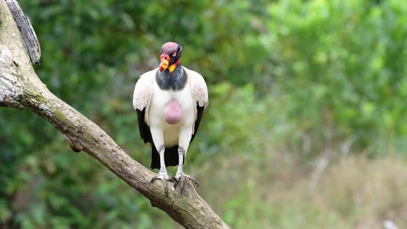 King Vulture (sarcoramphus papa), a Large Costa Rica Bird, Wildlife at Boca Tapada, Perched on a Bra