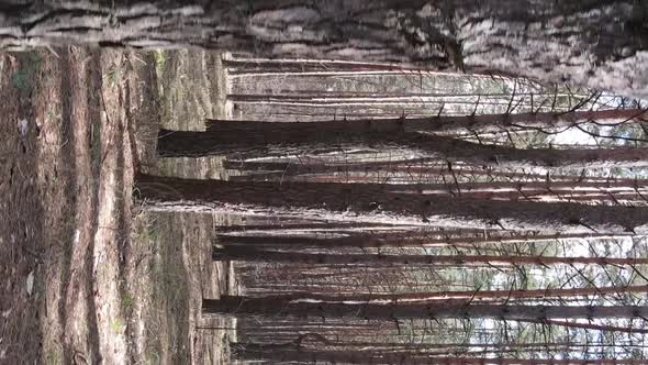 Vertical Video of Beautiful Forest Landscape