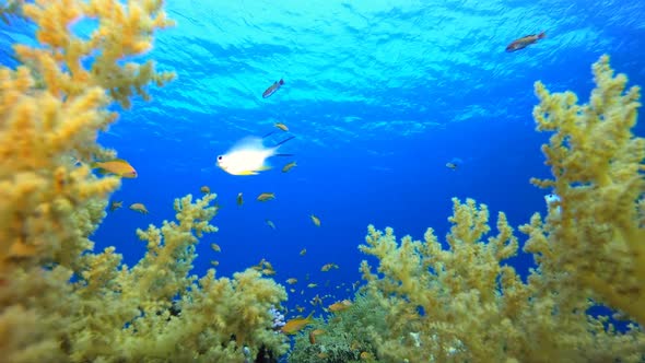 Tropical Underwater Reef