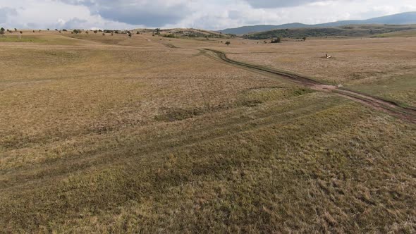 Aerial FPV Drone Flying with a Large Herd of Wild Horses Galloping Fast Across Steppe