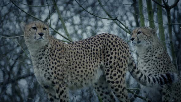 Two Cheetahs in Snowfall
