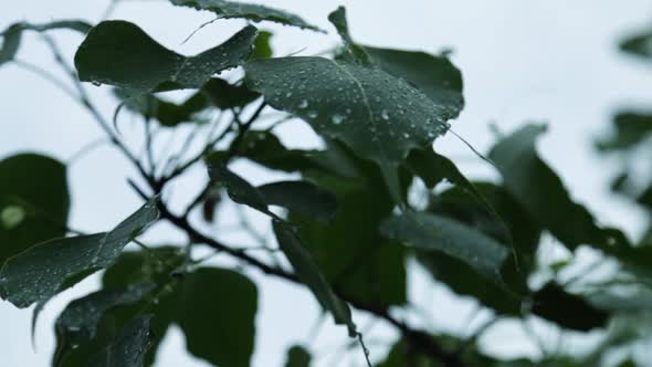 Water drops on Ficus religiosa,morning